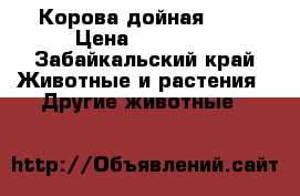 Корова дойная ))) › Цена ­ 50 000 - Забайкальский край Животные и растения » Другие животные   